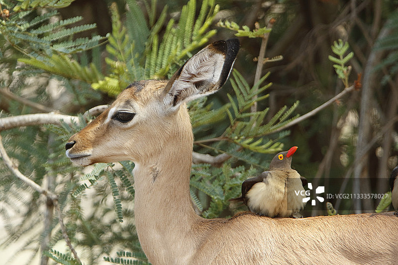 在小黑斑羚上的红嘴牛椋鸟，克鲁格国家公园，南非图片素材