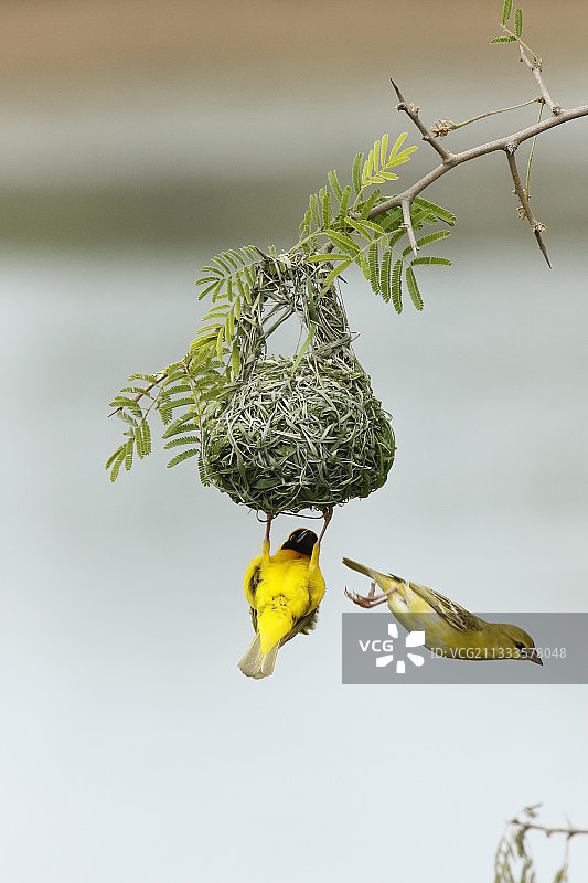 南非克鲁格国家公园的织布鸟图片素材