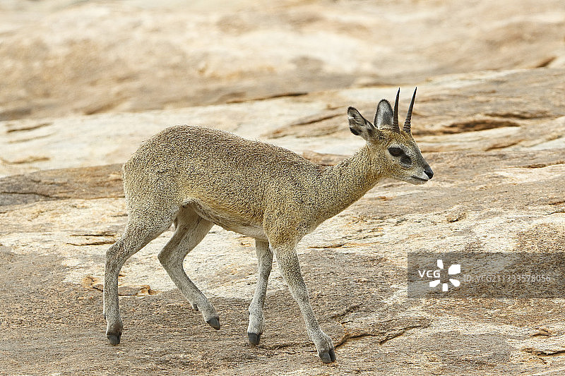 雄性跳羚站在岩石上，克鲁格国家公园，南非图片素材