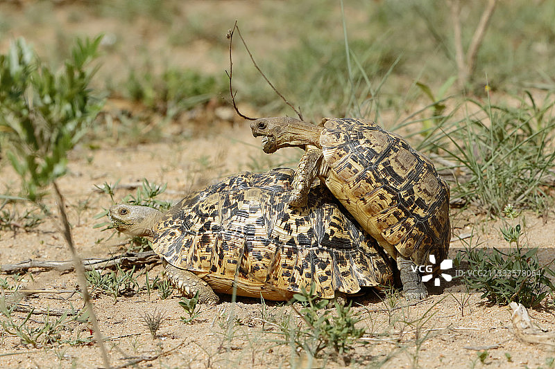 克鲁格国家公园交配的豹纹龟图片素材
