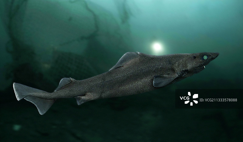 鳞叶吞噬鲨鱼数字合成图图片素材