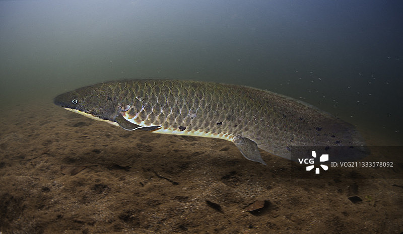 澳大利亚肺鱼，一种古老的用单肺呼吸的鱼类，生活在泥盆纪时期，产于澳大利亚昆士兰图片素材