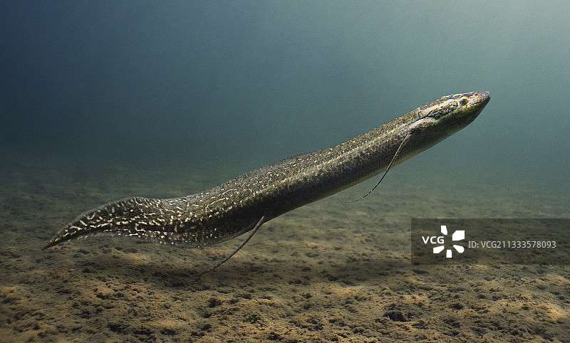 非洲肺鱼：能在旱季钻入土中呼吸。坦桑尼亚合成图。图片素材