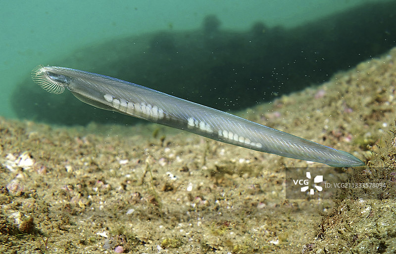 欧洲文昌鱼：与原始鱼类非常相似的无脊椎动物，通常埋在粗糙的沉积物中图片素材