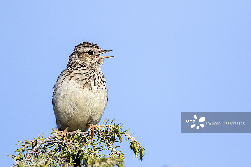 歌唱的云雀，杜拉顿河峡谷自然公园，西班牙图片素材