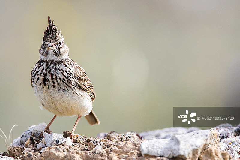 西班牙杜拉顿河峡谷自然公园的歌百灵图片素材