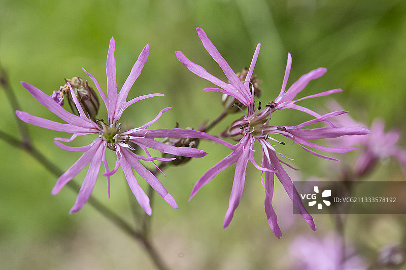法国洛林硬木林森林巷道的裂瓣蝇子草图片素材
