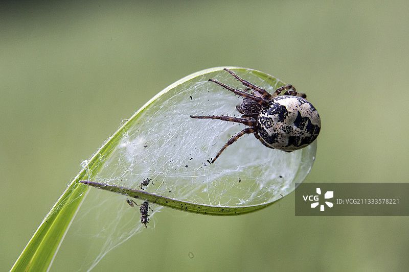 春季，在法国洛林女王山区的森林池塘中，一只圆蛛（Larinioides cornutus）在芦苇叶上的网上图片素材