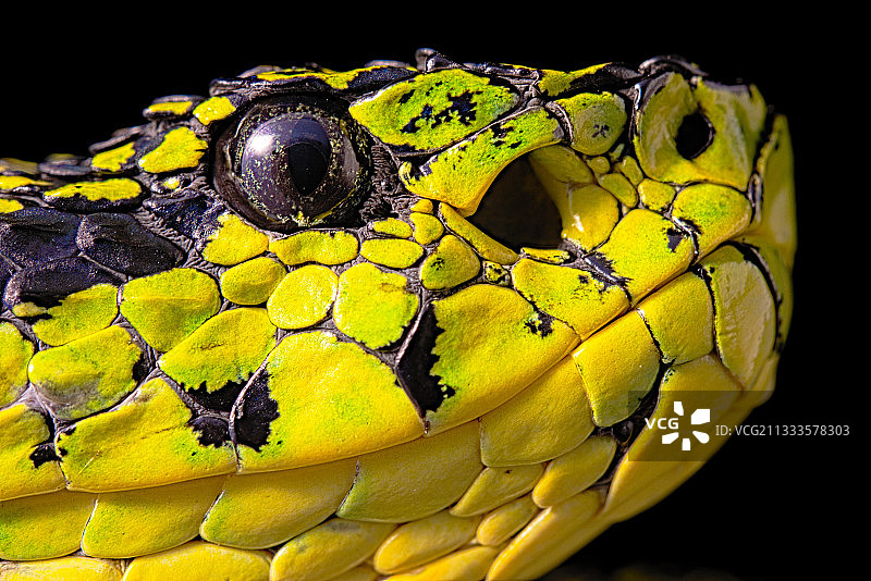 哥斯达黎加特有的塔拉曼卡棕榈蝮蛇(Bothriechis nubestris)肖像图片素材