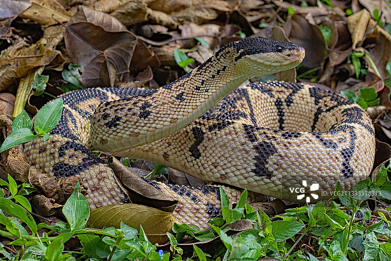 哥斯达黎加特有黑头森蚺图片素材