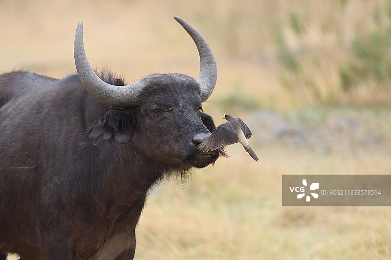 非洲水牛（Syncerus caffer）与黄嘴牛椋鸟，博茨瓦纳图片素材