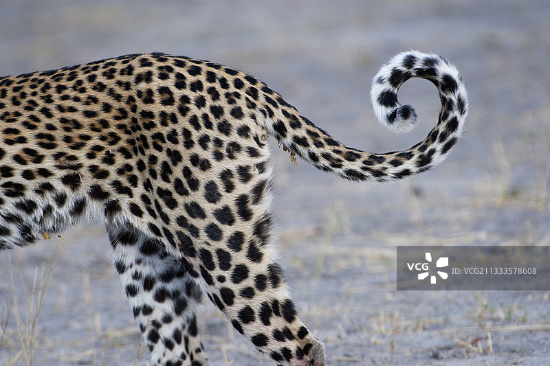 豹（Panthera pardus）尾巴，博茨瓦纳图片素材