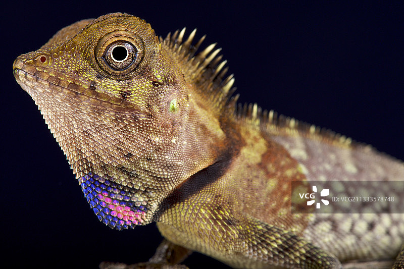 黑色背景下的贝尔氏角头蜥肖像图片素材