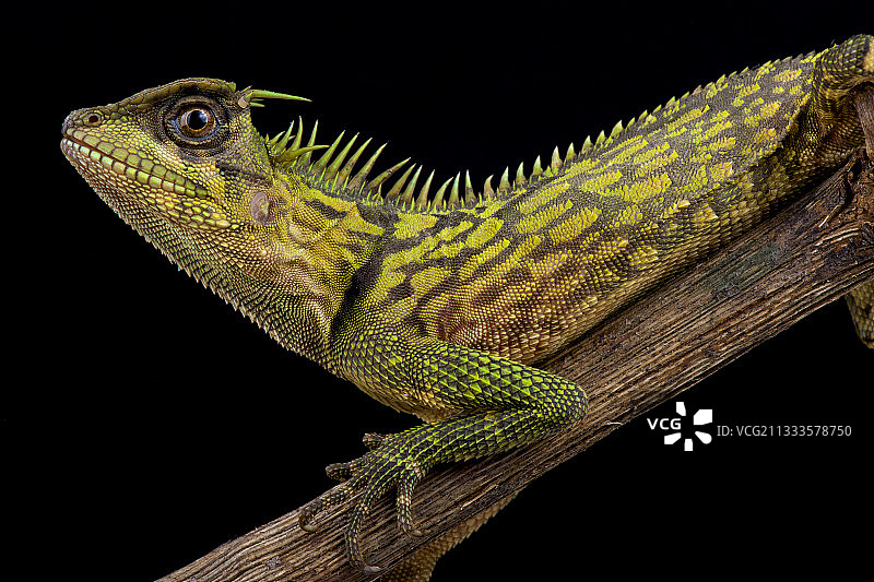 黑背景上的宾唐角树蜥图片素材