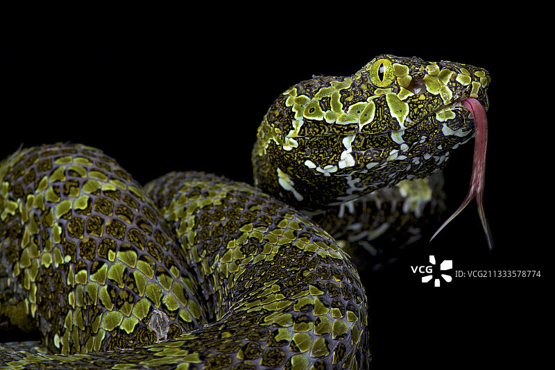 莽山烙铁头蛇在黑色背景上的特写图片素材