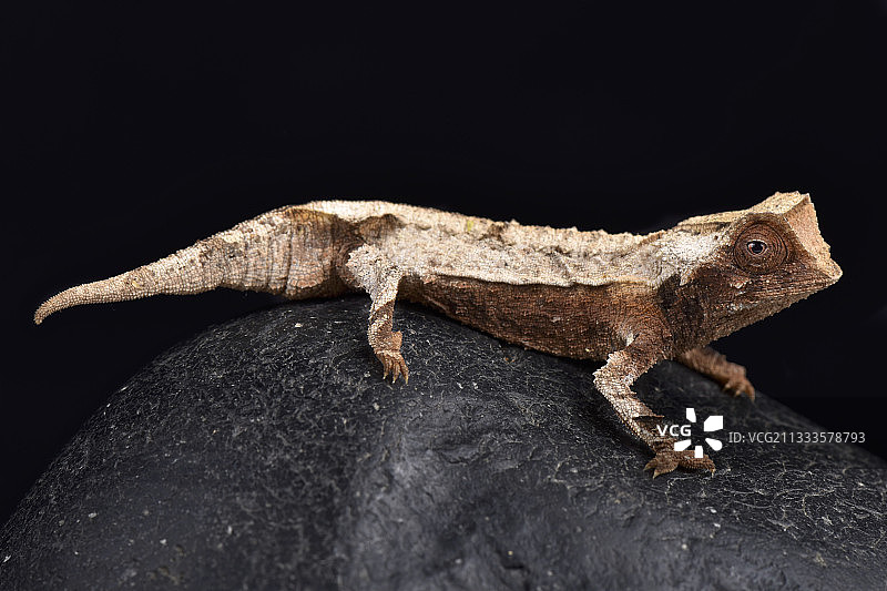 黑背景上的迪凯瑞树叶变色龙图片素材