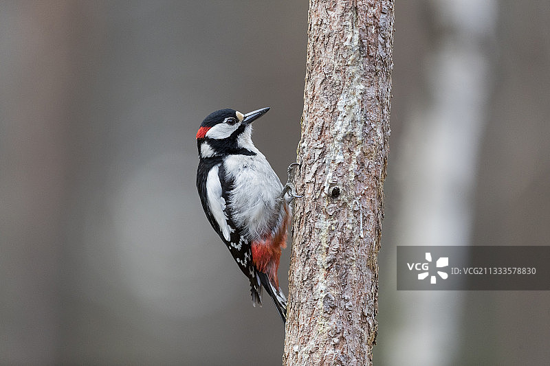 在树干上的大斑啄木鸟（雄性），芬兰卡亚尼库赫莫地区图片素材