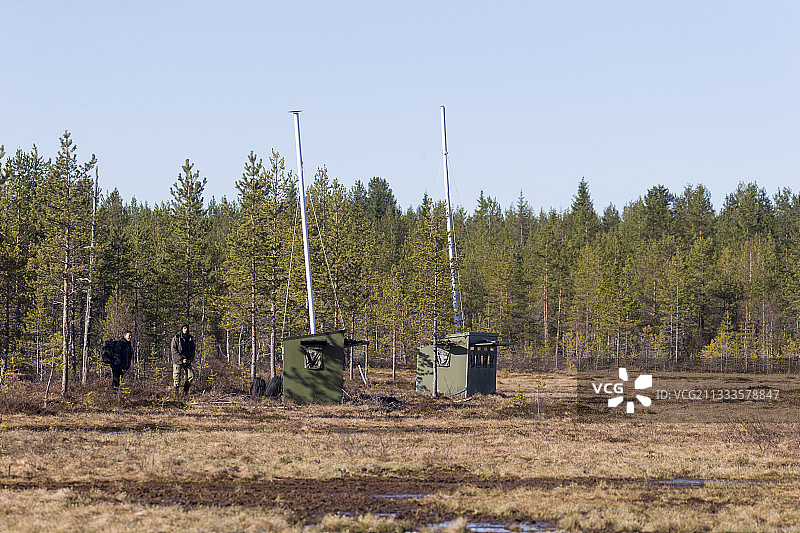 在芬兰库赫莫地区卡亚尼拍摄棕熊图片素材