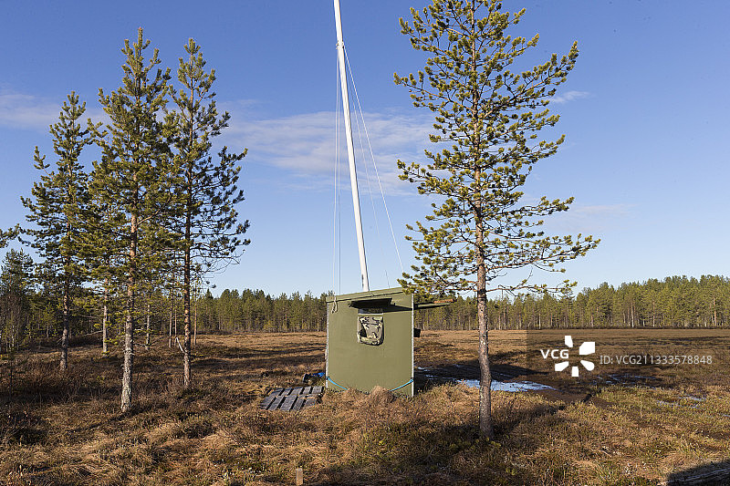 在芬兰库赫莫地区卡亚尼拍摄棕熊图片素材