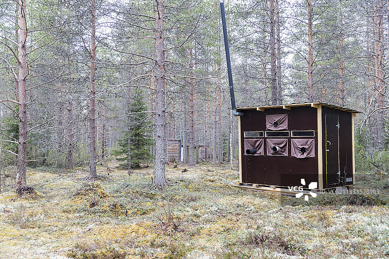 在芬兰库赫莫地区卡亚尼拍摄棕熊图片素材