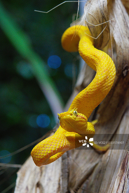 睫毛蝮蛇，哥斯达黎加图片素材