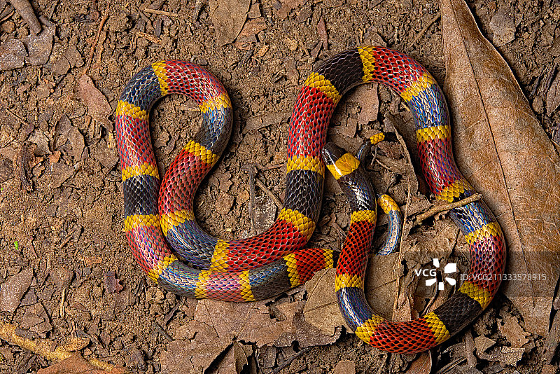 哥斯达黎加珊瑚蛇图片素材