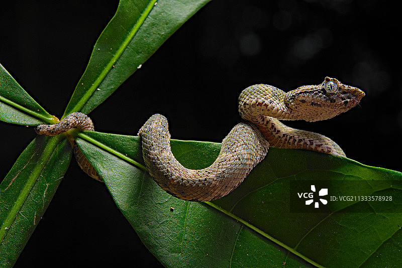 睫毛蝮蛇，哥斯达黎加图片素材