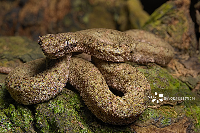 睫毛蝮蛇，哥斯达黎加图片素材