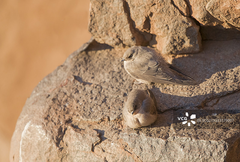 崖燕（Ptyonoprogne fuligula），栖息在悬崖上，在南非卡鲁高地 warming up图片素材