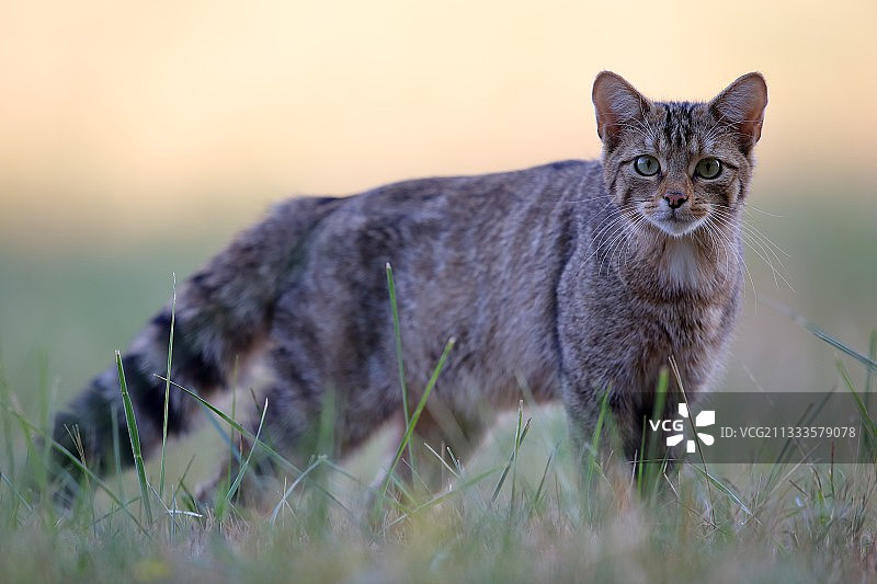 野猫的威慑图片素材