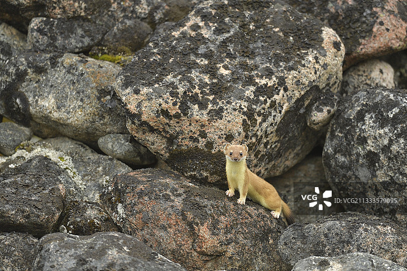 格陵兰东海岸熊群岛岩石中的貂（Mustela erminea）图片素材