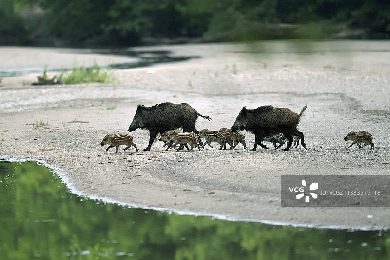 清晨穿过卢瓦尔河的野猪群图片素材