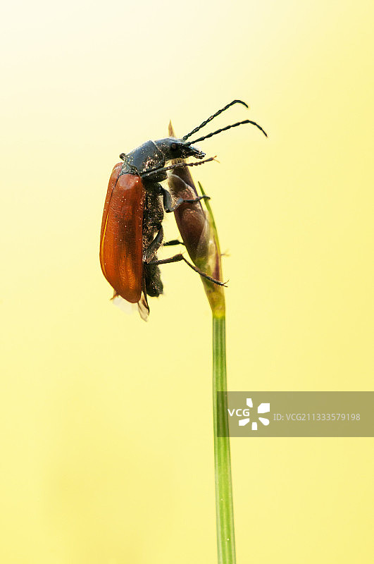 鞘爪甲虫，百脉根，法国阿尔卑斯山图片素材