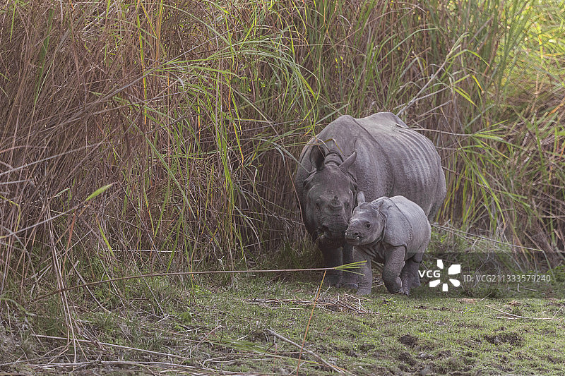 印度阿萨姆邦卡齐兰加国家公园的亚洲独角犀母子图片素材