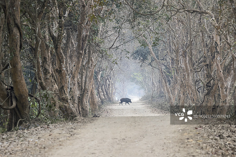 印度阿萨姆邦卡齐兰加国家公园的野猪图片素材
