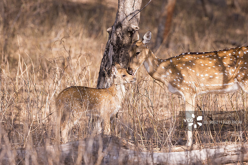 印度拉贾斯坦邦伦滕波尔国家公园的轴鹿母子图片素材