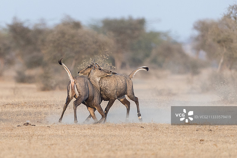 印度拉贾斯坦邦比卡内尔的蓝牛（Boselaphus tragocamelus）两只雄性幼崽之间的战斗图片素材