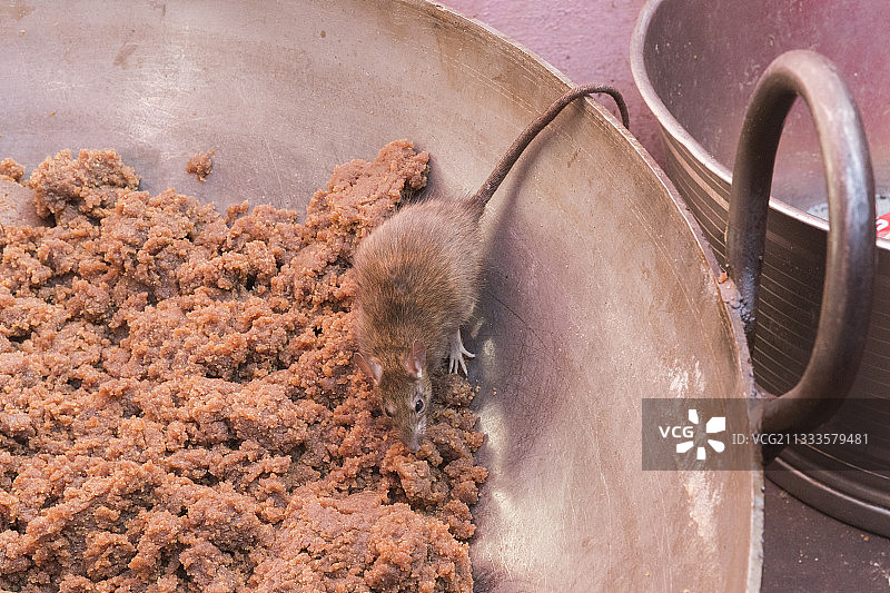 印度拉贾斯坦邦代什诺克卡尔尼·玛塔神庙的朝圣者图片素材