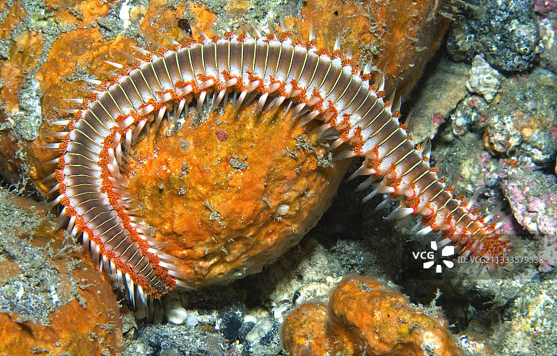 加那利群岛特内里费岛的火蚯蚓图片素材