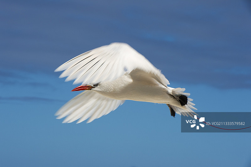 库克群岛飞行中的红尾热带鸟图片素材