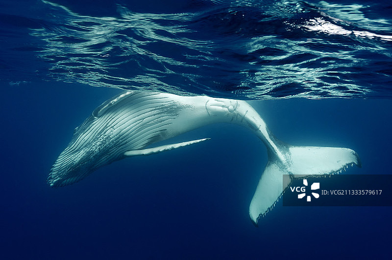 汤加王国水下的座头鲸图片素材