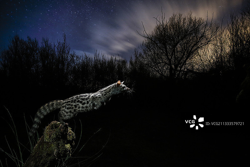 西班牙卡斯蒂利亚-莱昂萨拉曼卡跳跃的普通小麝猫图片素材