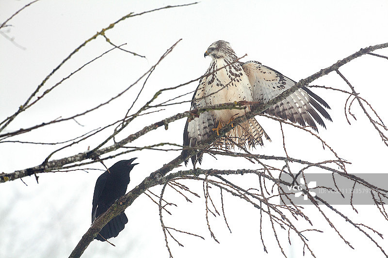 黑乌鸦骚扰普通鵟（阿登地区）图片素材