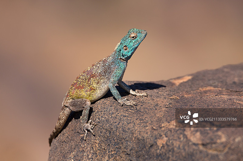 蓝喉鬣蜥（Acanthocercus atricollis），在纳米比亚的清晨阳光中取暖图片素材