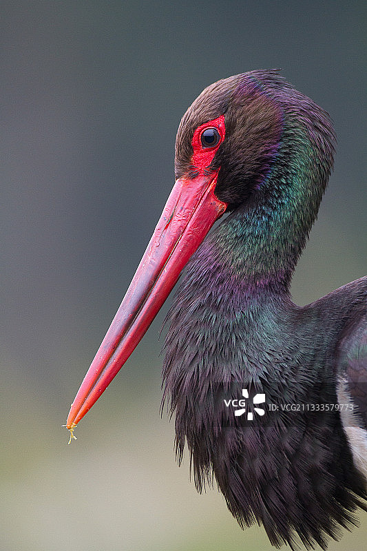 黑鹳成年肖像，阿登图片素材