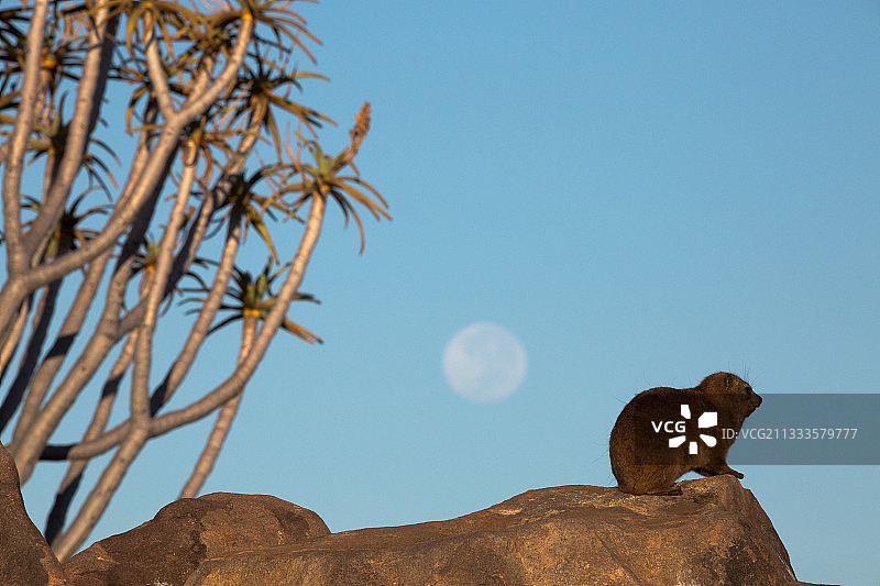 月亮和箭袋树下的岩石蹄兔（Procavia capensis），纳米比亚图片素材