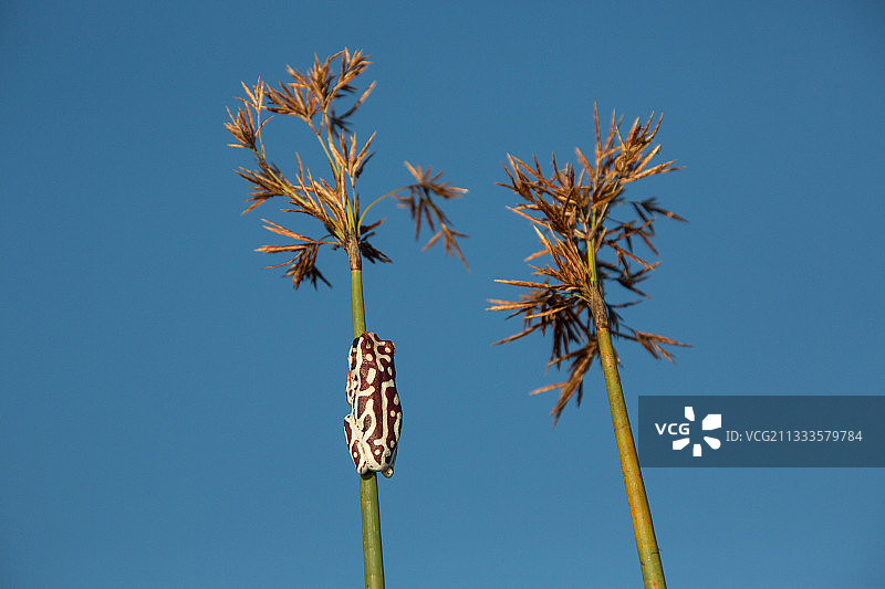 奥卡万戈彩 reed 蛙在清晨阳光中取暖，博茨瓦纳图片素材