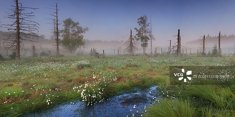阿登沼泽地图片素材