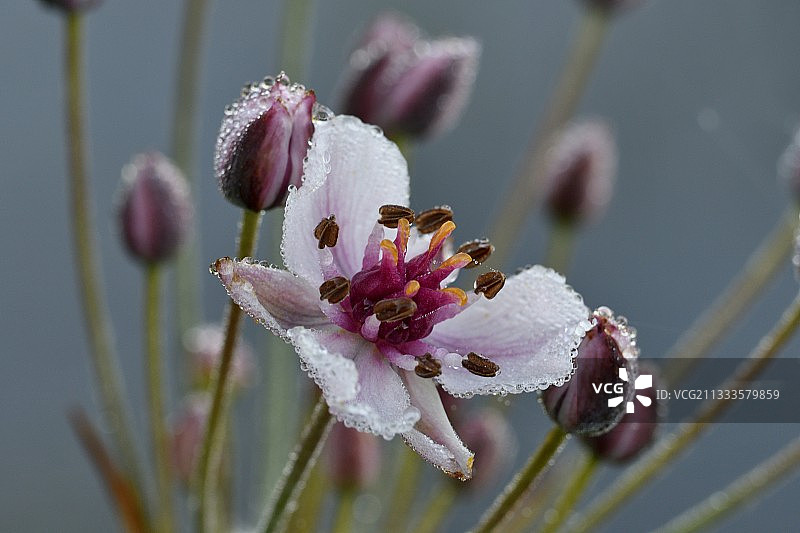 花上露珠的 flowering rush (Butomus umbellatus)，法国图片素材