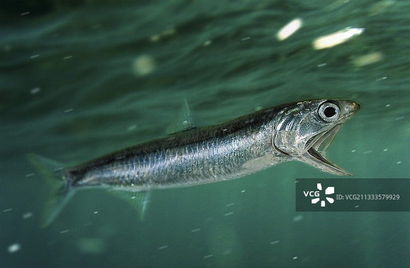 欧洲鳀鱼，以浮游生物为食。合成图像，葡萄牙图片素材